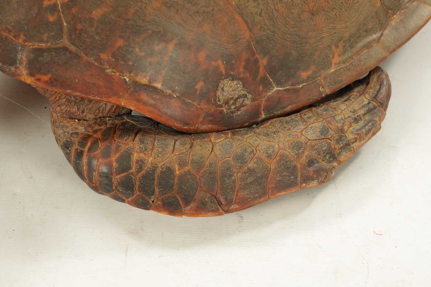 A LARGE LATE 19TH CENTURY TAXIDERMY HAWKSBILL TURTLE - Image 3 of 30