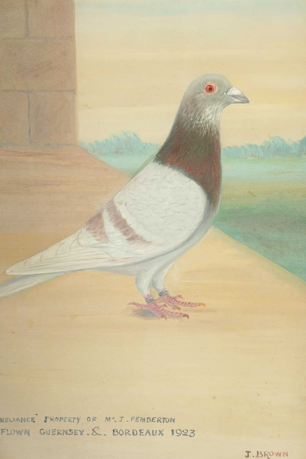 A PAIR OF EARLY 20TH CENTURY OIL ON CANVAS PORTRAITS OF RACING PIGEONS - Image 3 of 9