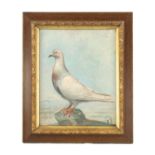 A 19TH CENTURY OIL ON CANVAS PORTRAIT OF A RACING PIGEON