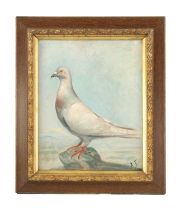 A 19TH CENTURY OIL ON CANVAS PORTRAIT OF A RACING PIGEON