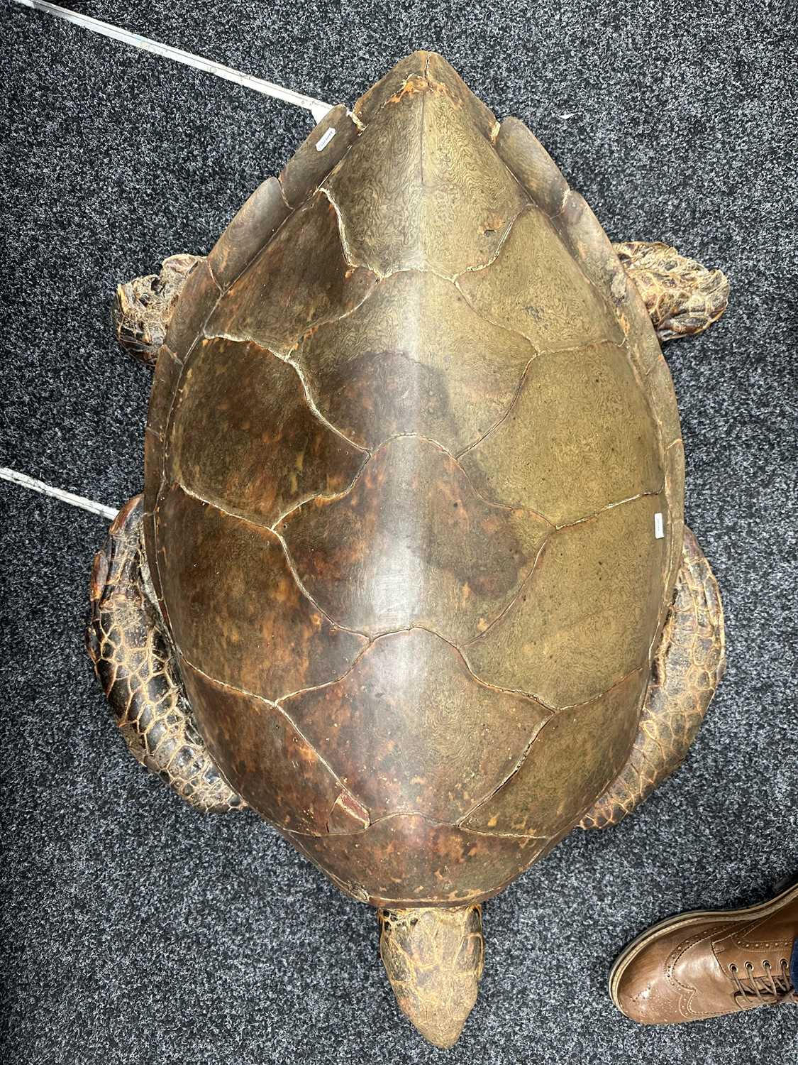 A LARGE LATE 19TH CENTURY TAXIDERMY HAWKSBILL TURTLE - Image 13 of 30
