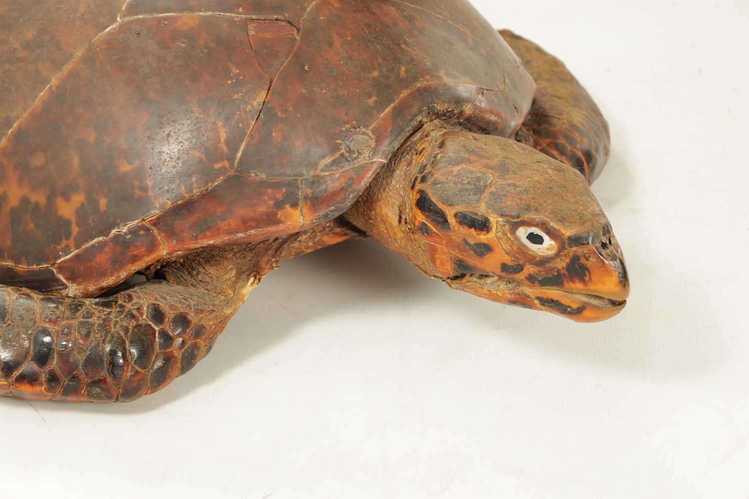 A LARGE LATE 19TH CENTURY TAXIDERMY HAWKSBILL TURTLE - Image 4 of 30