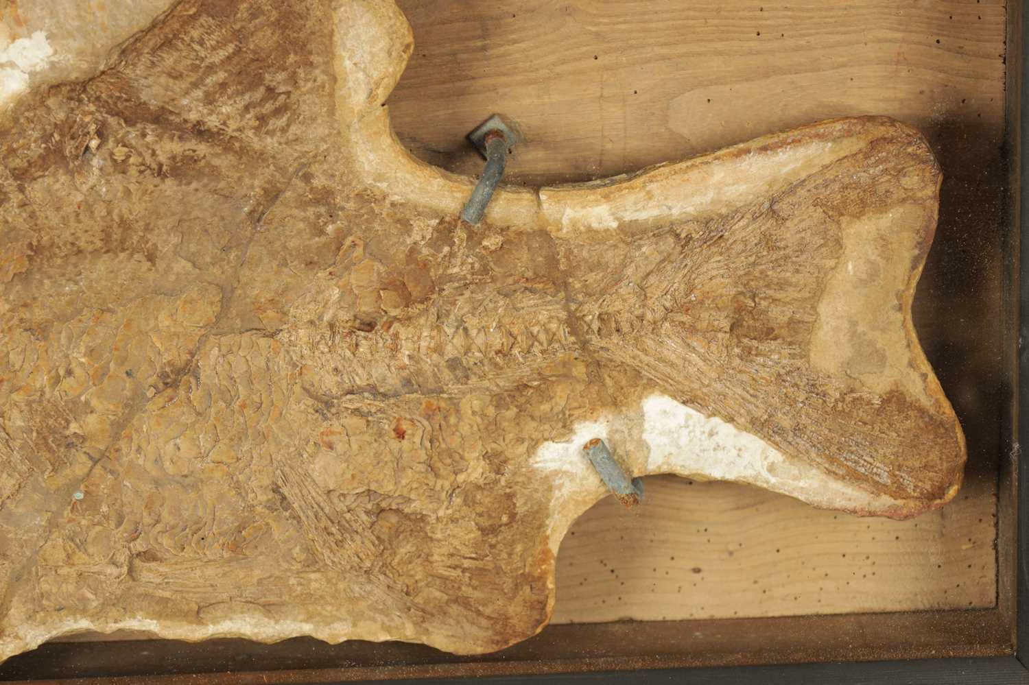 A LARGE FOSSIL OF THE EXTICT BRANNERION FISH WHICH LIVED IN THE EARLY CRETACEOUS PERIOD - Image 4 of 6