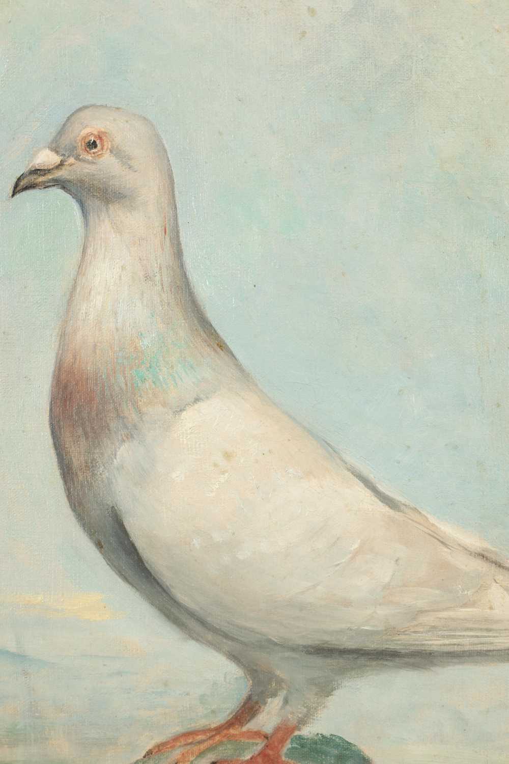 A 19TH CENTURY OIL ON CANVAS PORTRAIT OF A RACING PIGEON - Image 2 of 5