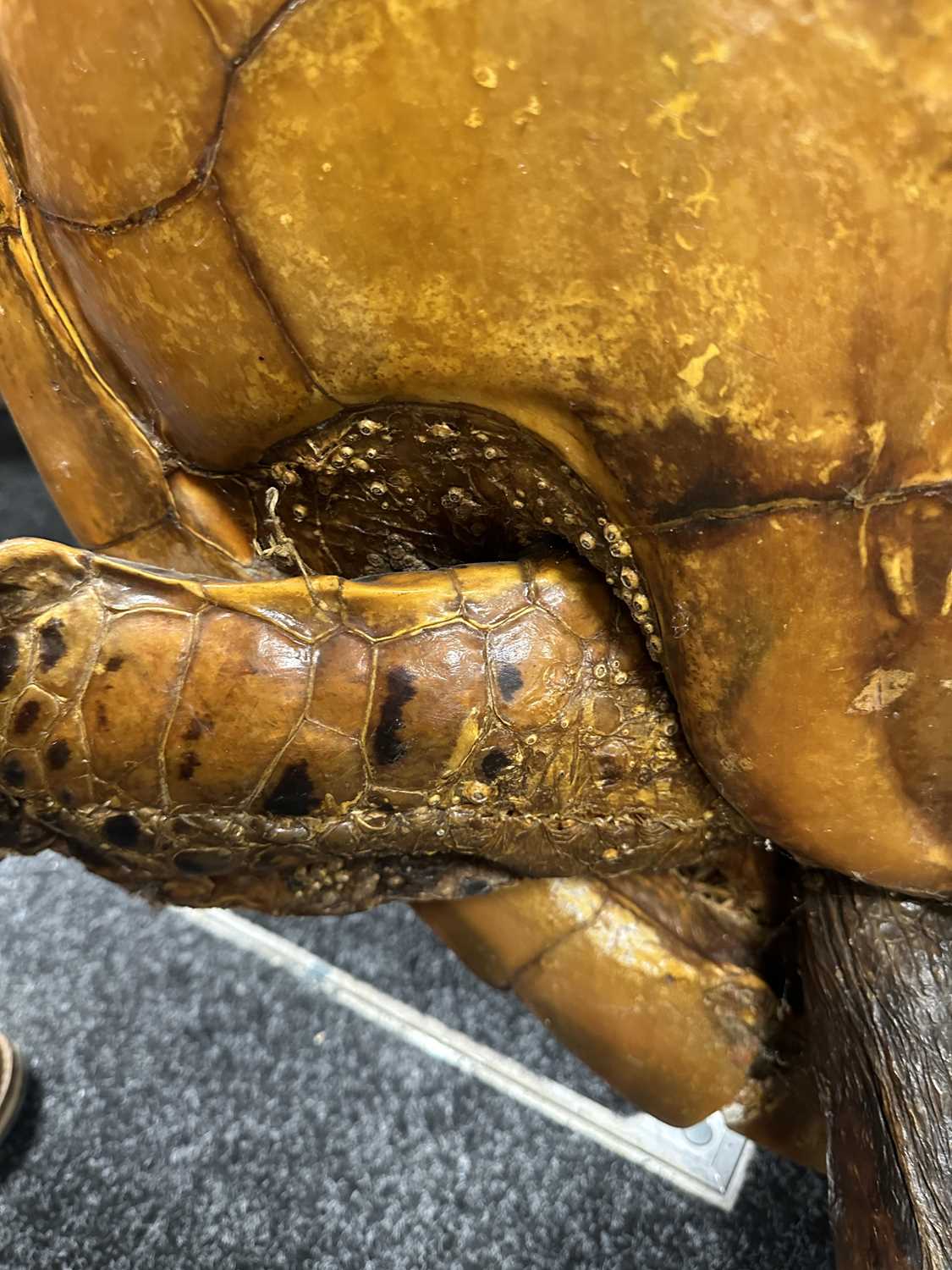 A LARGE LATE 19TH CENTURY TAXIDERMY HAWKSBILL TURTLE - Image 12 of 30