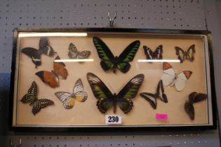 Framed collection of Exotic Taxidermy Butterflies