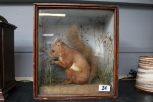 Taxidermy Red Squirrel glazed in naturalistic setting