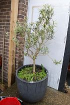 Composite Planter with Olive tree