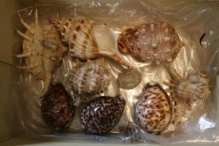 Box of assorted Sea Shells to include Conch, Cowrie Shell, Spider Conch etc