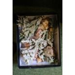 Good collection of assorted Sea Shells and Coral to include Large Green Abalone shell