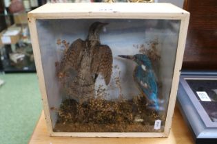Taxidermy Eurasian Wryneck and a Kingfisher within naturalistic setting