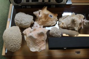 Collection of assorted Sea Shells to include Brain Coral, Queen Conch etc