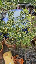 2 Variegated Holly Trees in Terracotta Pots