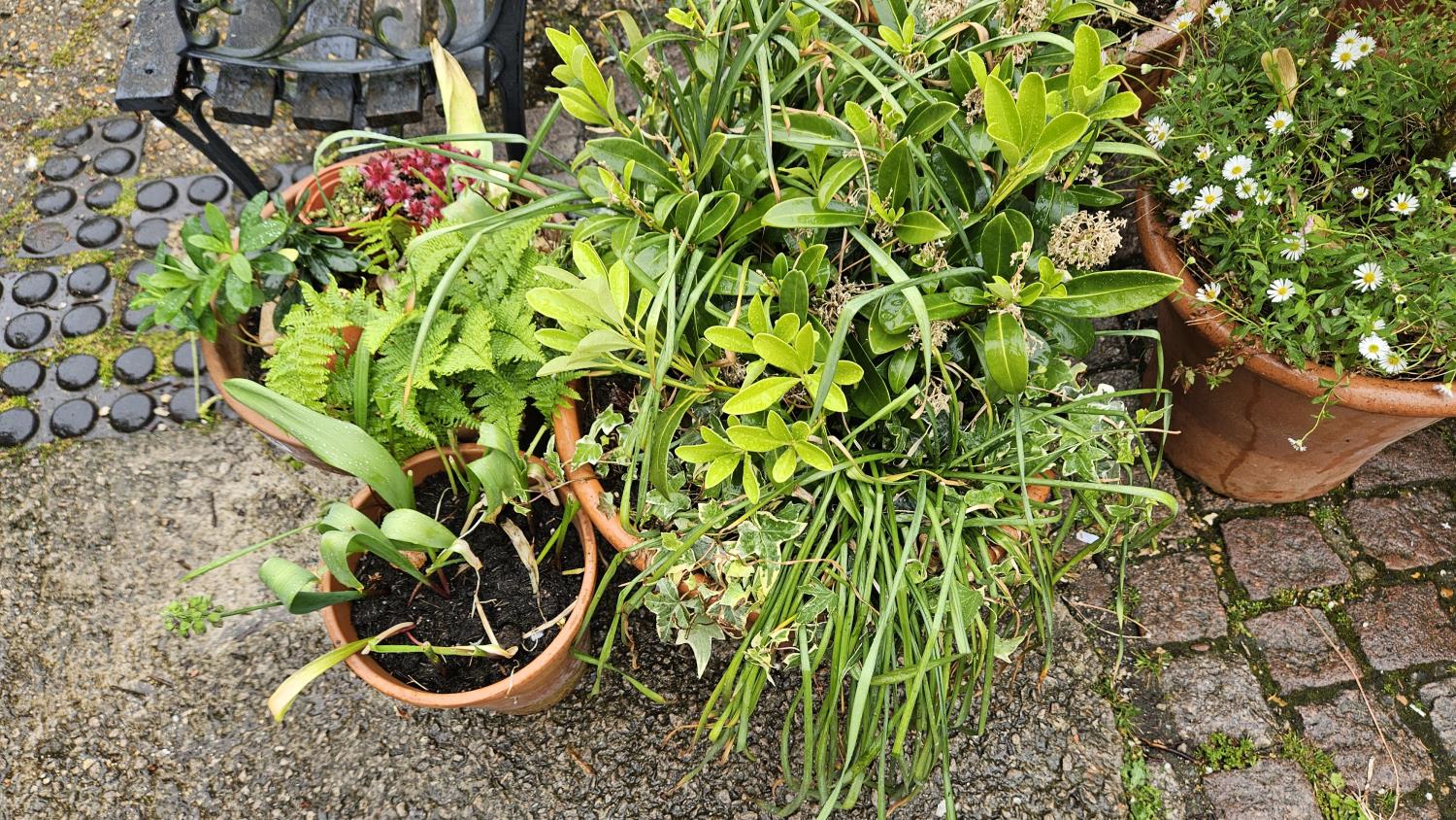 4 Terracotta Pots with Plants