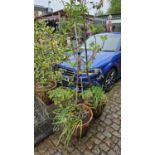 2 Fruit Trees in Terracotta Pots