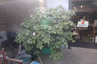 Large Rhododendron in plastic pot