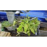 Collection of Galvanised Planters & a watering can