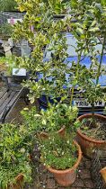 2 Variegated Holly Trees in Terracotta Pots