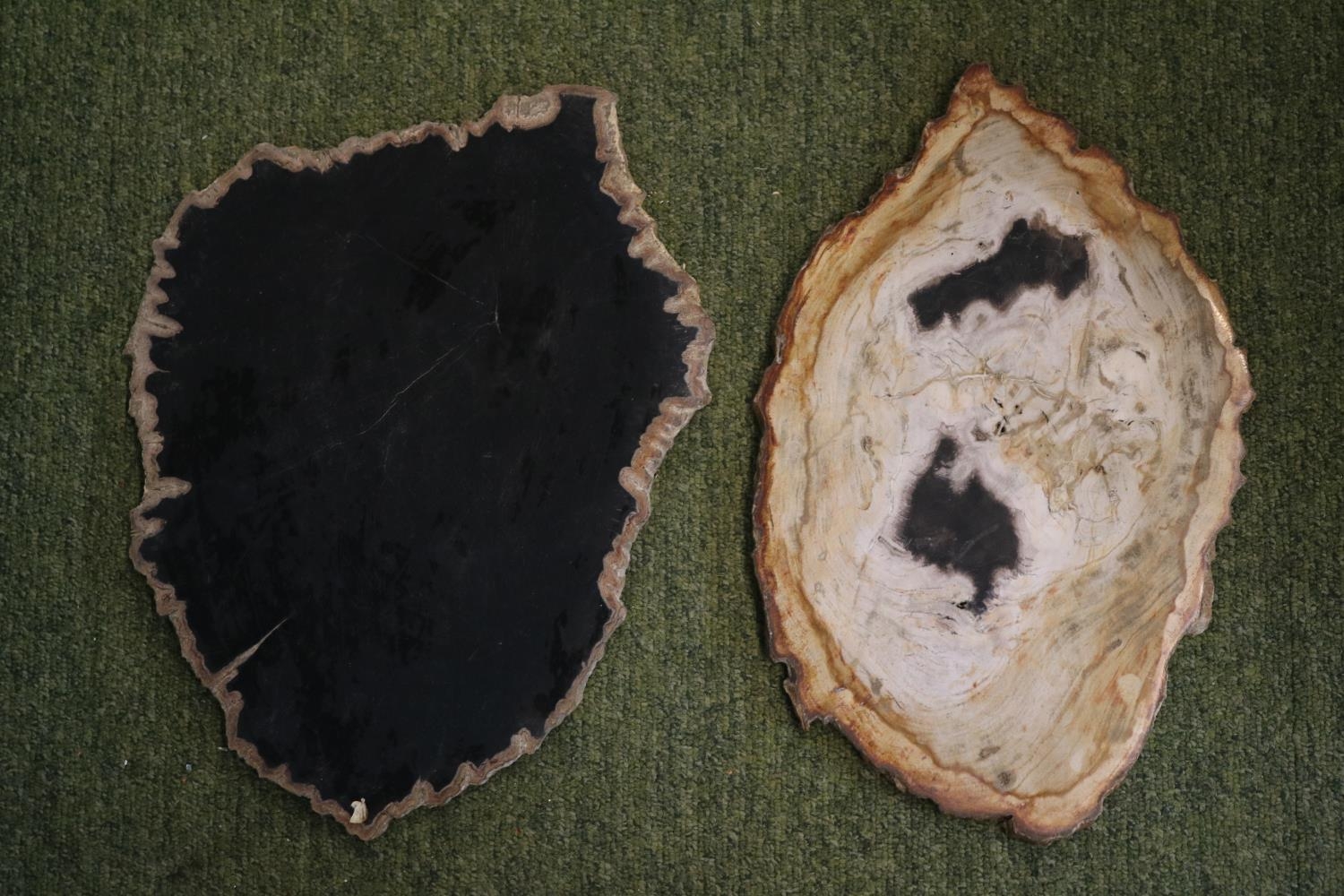 Large Polished Petrified Fossil Wood Slice (2) 32cm In Width - Bild 3 aus 3