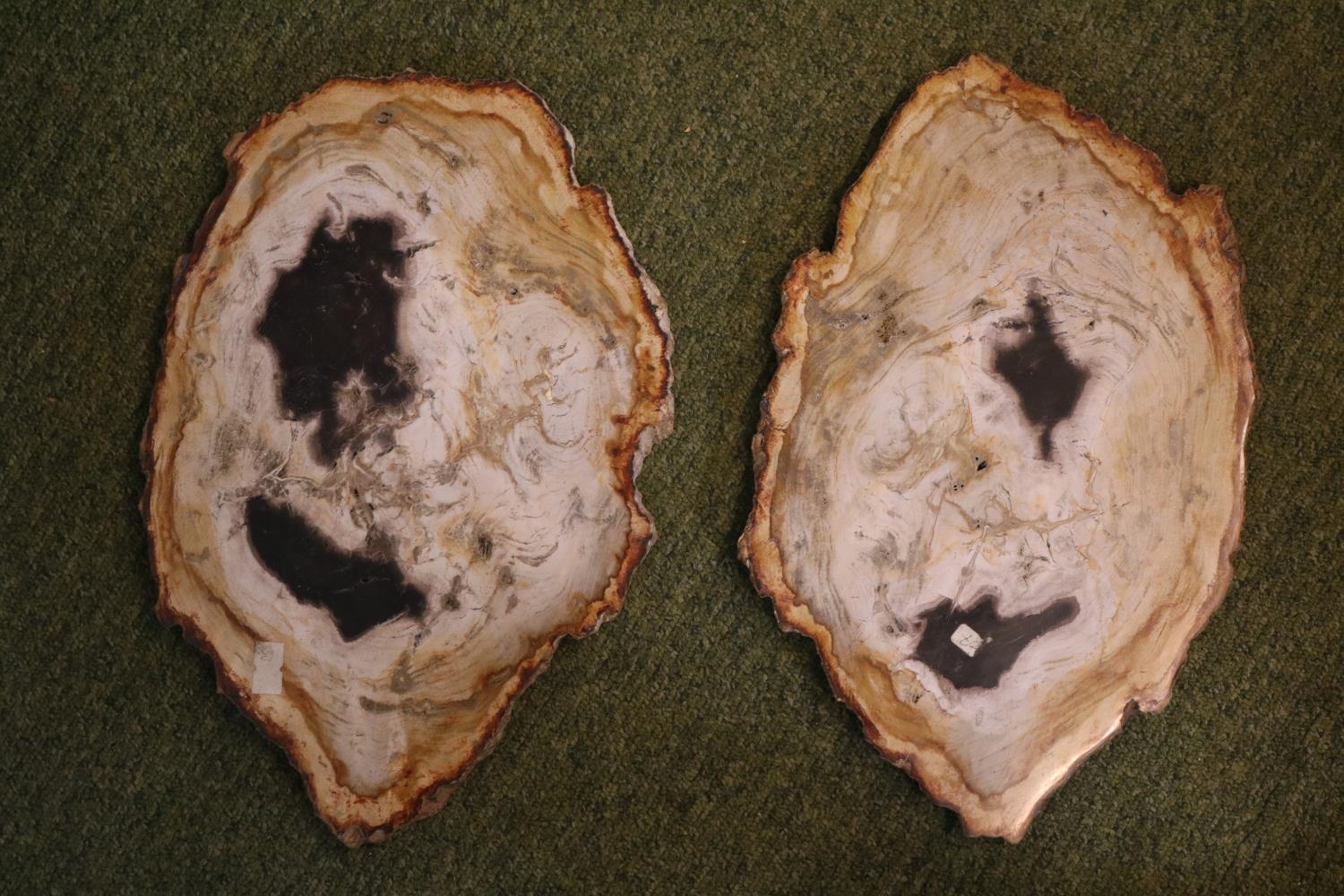 Large Polished Petrified Fossil Wood Slice (2) 32cm In Width - Bild 2 aus 3