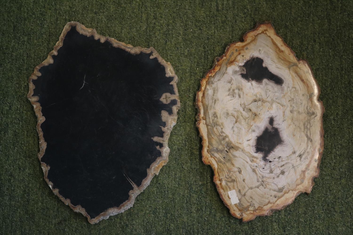 Large Polished Petrified Fossil Wood Slice (2) 32cm In Width - Bild 2 aus 3