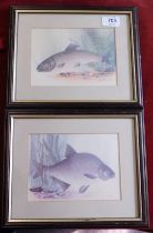 Framed Pictures 2 Picture of Fish no title coloured measurements 28cm x 23cm excellent condition