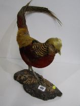 TAXIDERMY, mounted Chinese pheasant