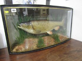 TAXIDERMY, bow fronted cabinet cased display of mounted Chub caught in Bodiam 1950, 23cm cabinet