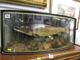 TAXIDERMY, bow fronted glazed cased trout dated 1948, 69cm case width (front glazed panel cracked)