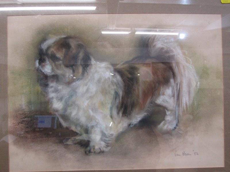 PAM HOOIN signed pastel dated 1983, "Portrait of Pekinese Dog", 32cm x 45cm - Image 2 of 3