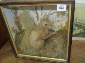 TAXIDERMY, cabinet cased red squirrel, vintage label on reverse 32cm height