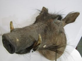 TAXIDERMY, mounted warthog's head