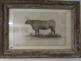 GEORGIAN STIPPLE ENGRAVING "Sussex Ox, from the Earl of Egremont's stock", 30cm x 48cm