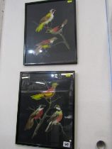 ANTIQUE FEATHER PICTURES, pair of feather collages "Bird Studies" 34cm x 27cm