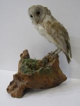 TAXIDERMY, mounted display of barn owl, 41cm height