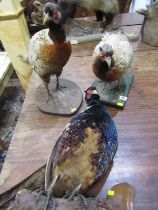 TAXIDERMY, collection of 3 mounted pheasants