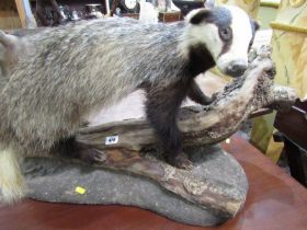 TAXIDERMY, mounted and displayed badger, 74cm length