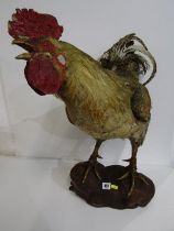 TAXIDERMY, mounted cockerel, 59cm height