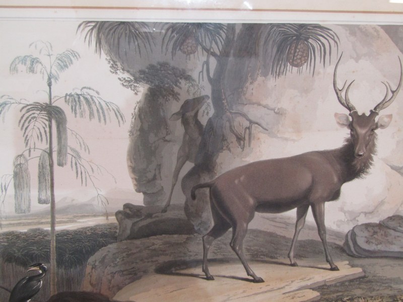 EARLY 19TH CENTURY HAND COLOURED AQUATINT, "The Elk", by Samuel Daniel, dated 1807, 32cm x 44cm - Image 3 of 3