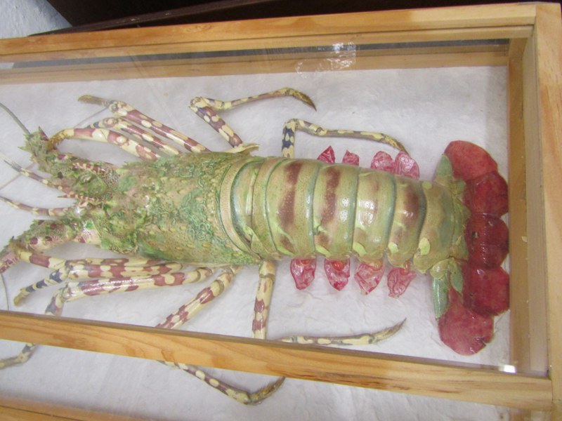 CASED DISPLAY OF SPINY LOBSTER, modern full mount, specimen with limbs outstretched, case 51cm - Image 3 of 4