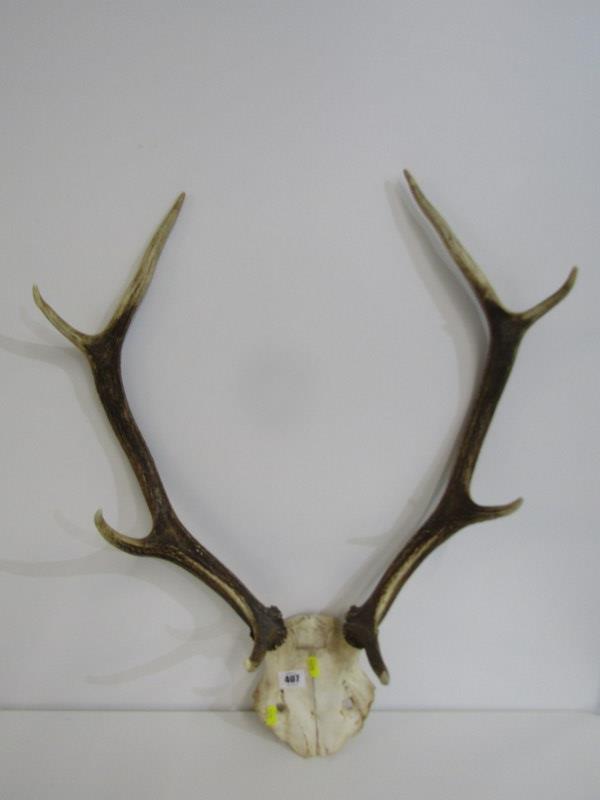 ANTLERS, set of 4 branch antlers, 66cm depth