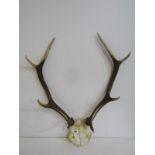 ANTLERS, set of 4 branch antlers, 66cm depth