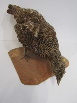 TAXIDERMY, study of a Grouse, 61cm length