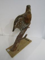 TAXIDERMY, study of Grouse on a branch, 55cm height
