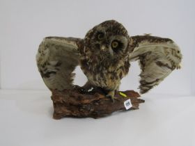 TAXIDERMY, study of a Tawny Owl on a branch, 39cm width