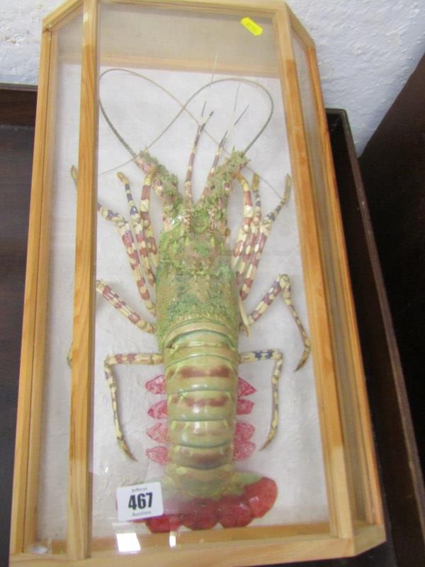 CASED DISPLAY OF SPINY LOBSTER, modern full mount, specimen with limbs outstretched, case 51cm