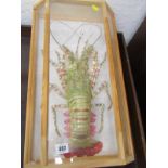 CASED DISPLAY OF SPINY LOBSTER, modern full mount, specimen with limbs outstretched, case 51cm