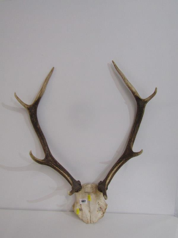 ANTLERS, set of 4 branch antlers, 66cm depth - Image 2 of 2