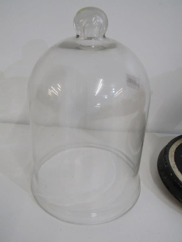 TABLE DISPLAY, leather hand under glass dome, on circular wood base, 32cm height - Image 5 of 6