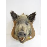 TAXIDERMY, study of a Wild Boar on shaped wood panel with name plaque, 50cm